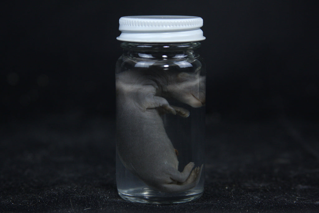 Small Kit Mink Wet Specimen