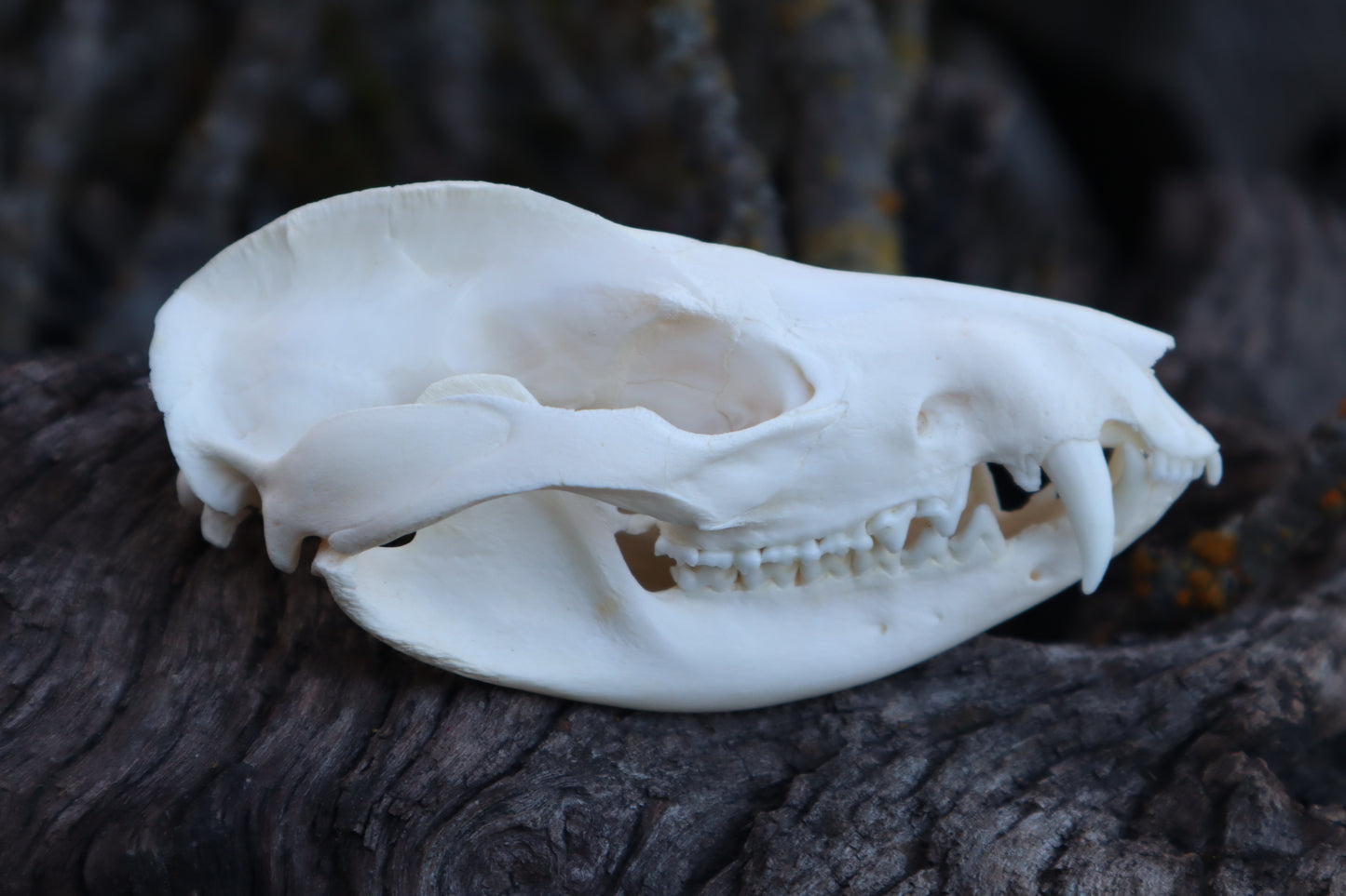 Opossum Skull