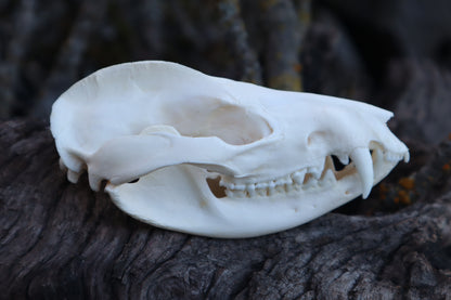 Opossum Skull