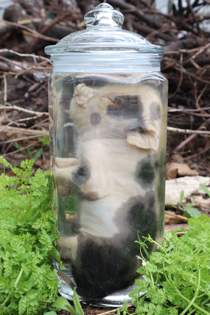 Piglet Wet Specimen