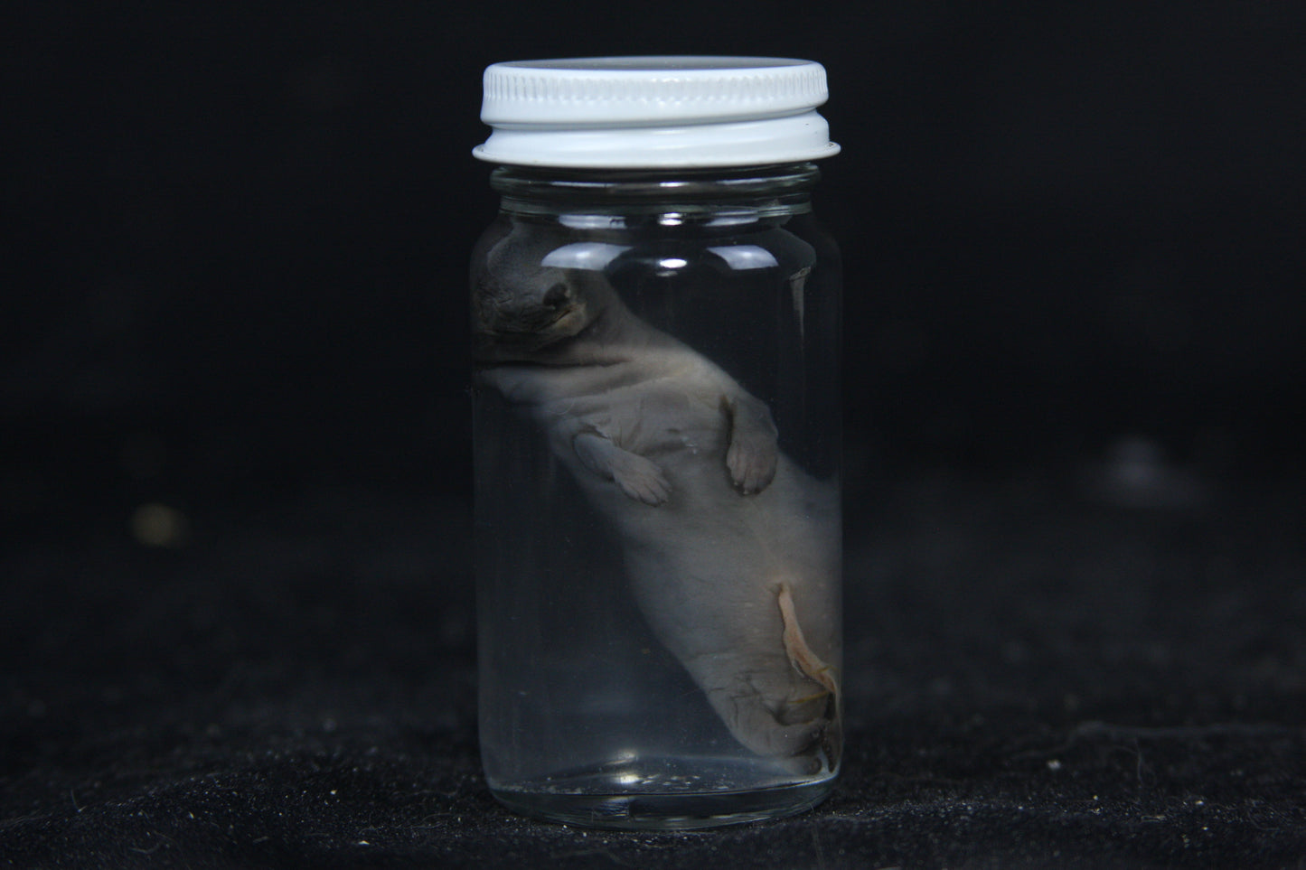 Small Kit Mink Wet Specimen