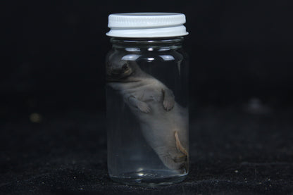 Small Kit Mink Wet Specimen