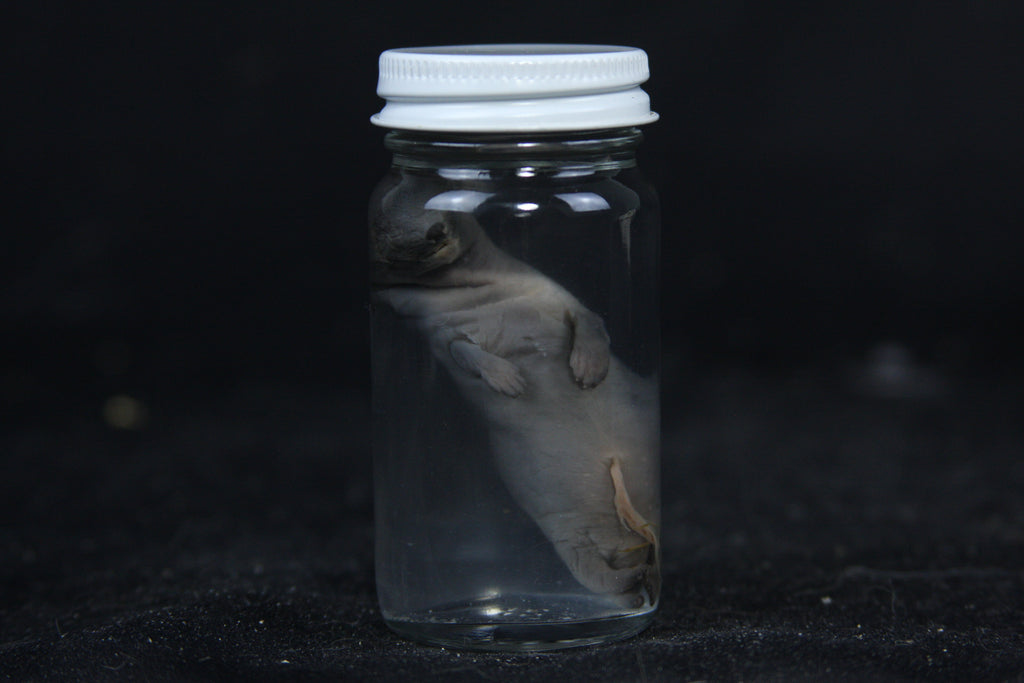 Small Kit Mink Wet Specimen