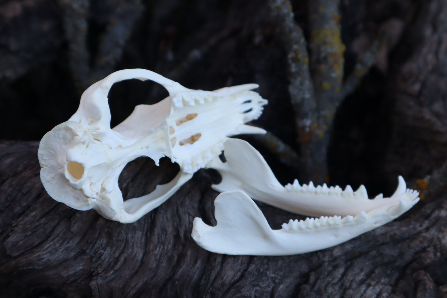 Opossum Skull