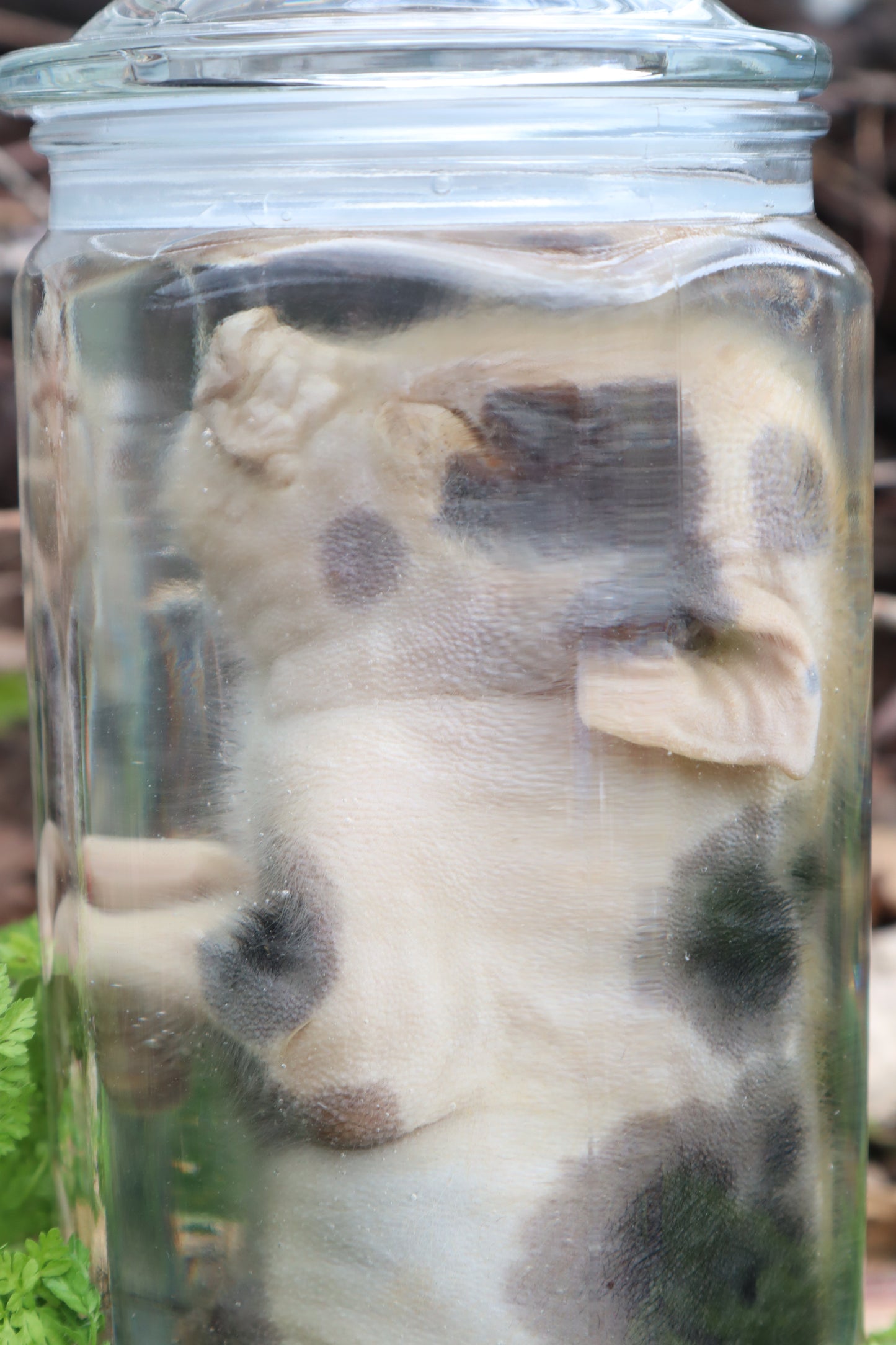 Piglet Wet Specimen