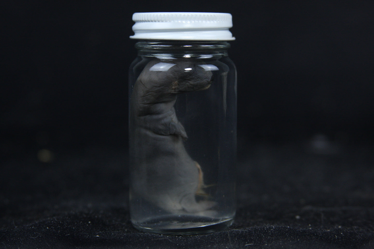 Small Kit Mink Wet Specimen