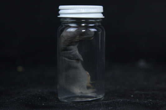 Small Kit Mink Wet Specimen