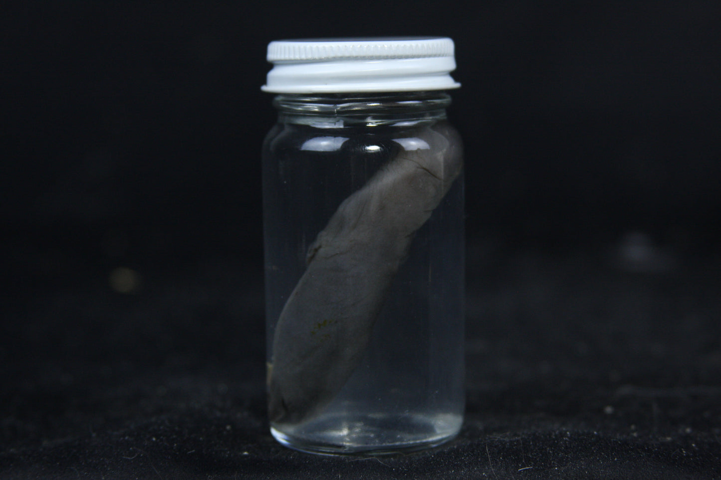 Small Kit Mink Wet Specimen