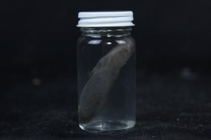 Small Kit Mink Wet Specimen