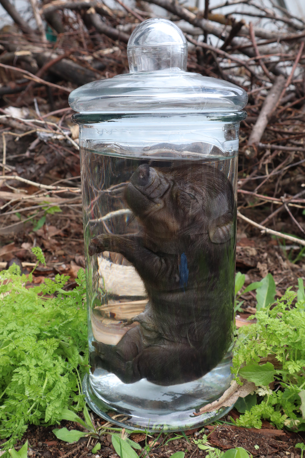 Piglet Wet Specimen