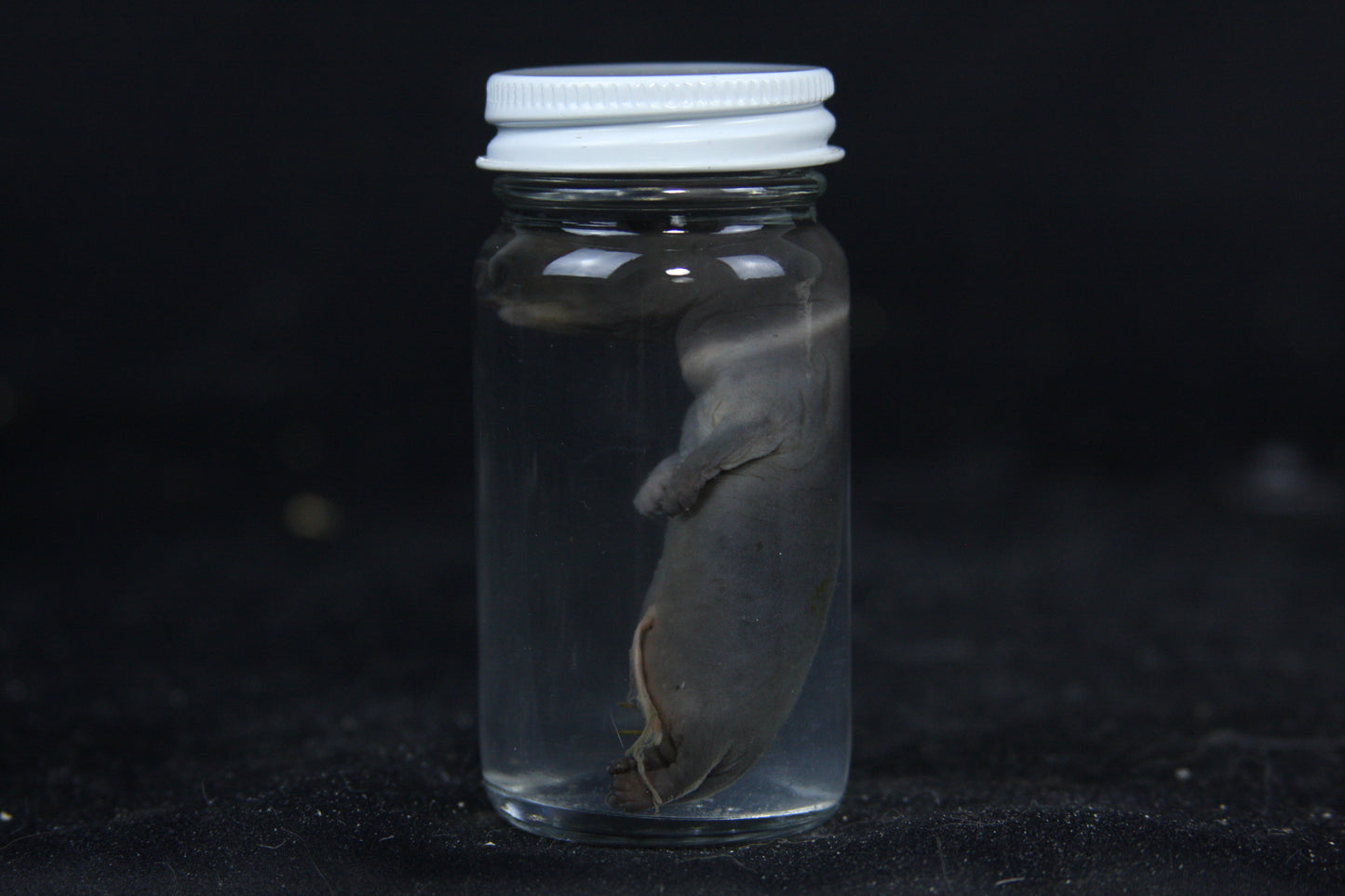 Small Kit Mink Wet Specimen