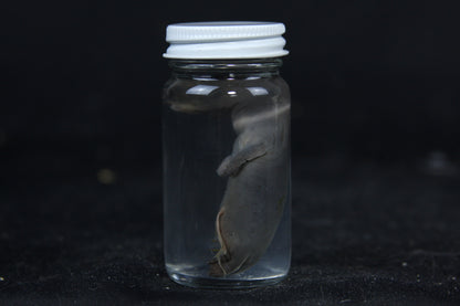 Small Kit Mink Wet Specimen