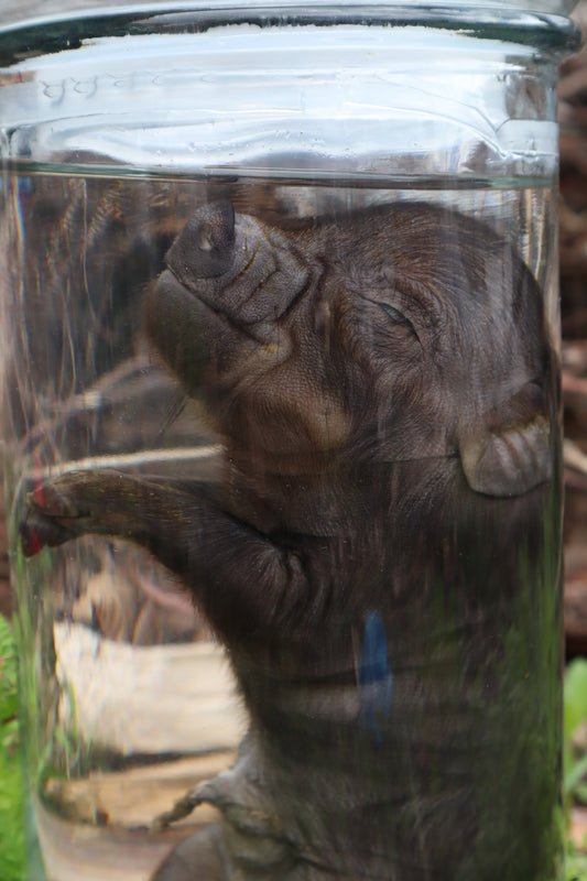 Piglet Wet Specimen