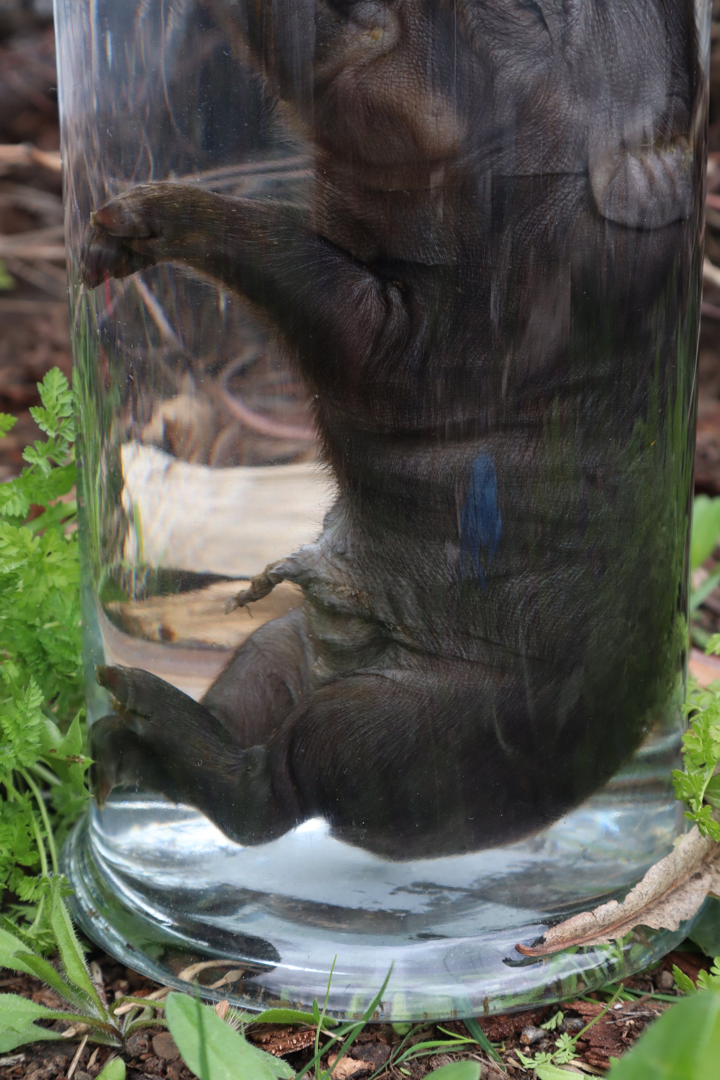 Piglet Wet Specimen