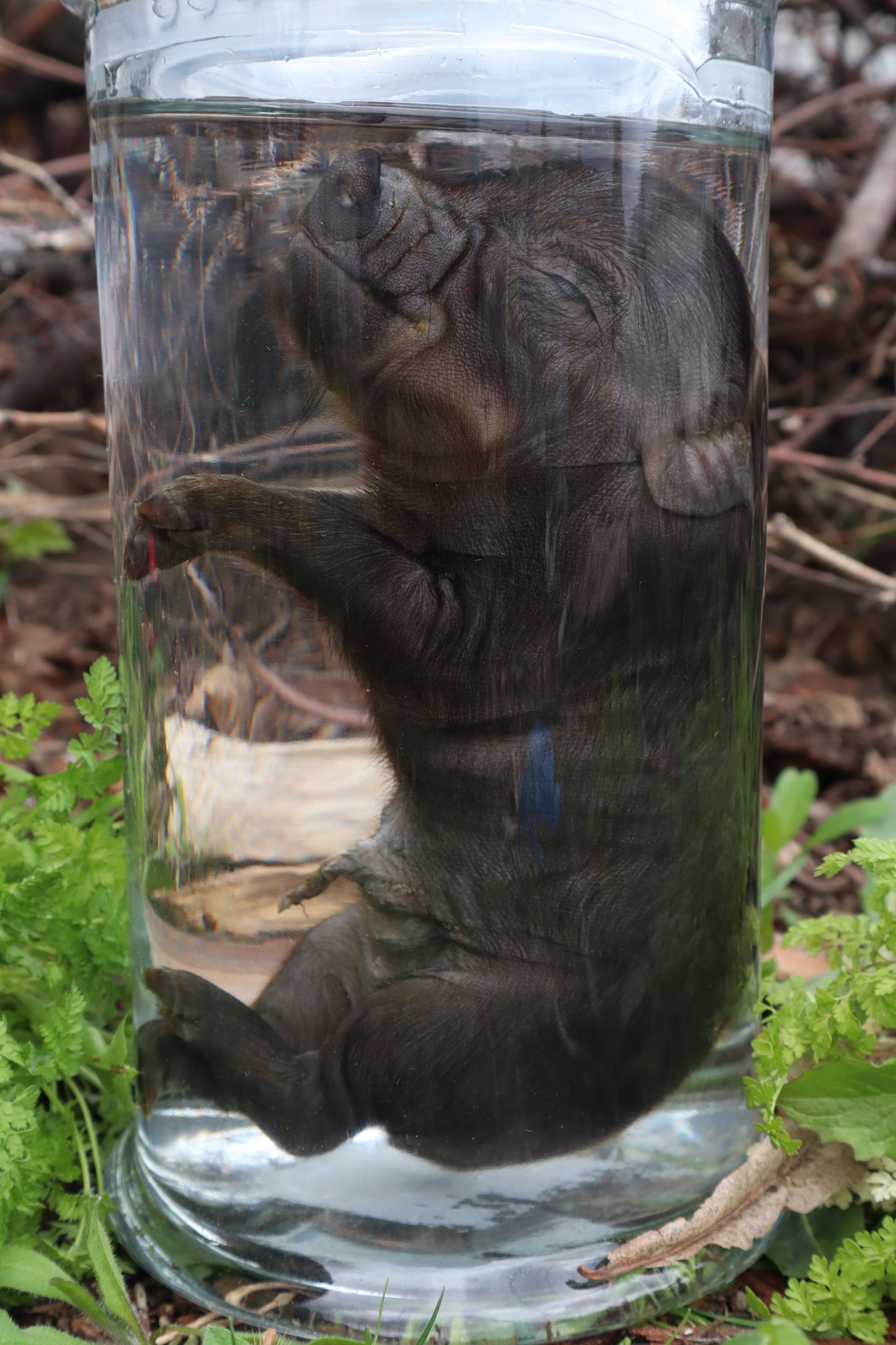 Piglet Wet Specimen