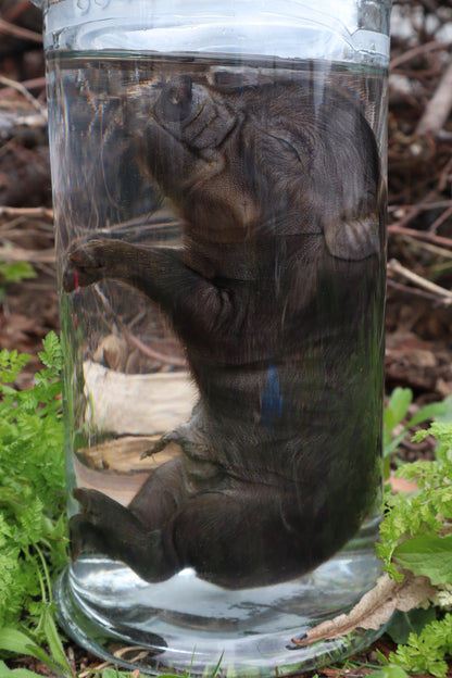 Piglet Wet Specimen