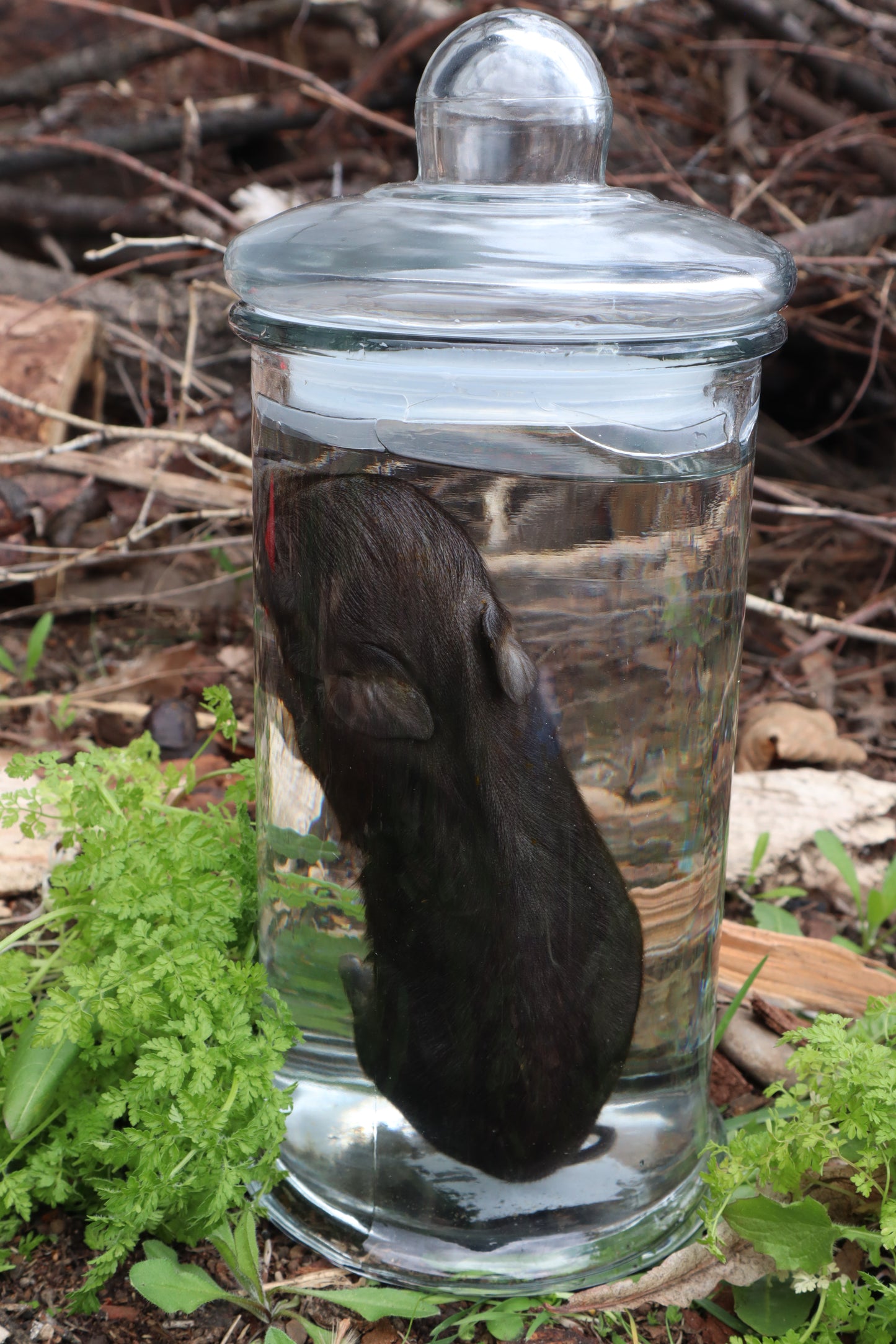 Piglet Wet Specimen