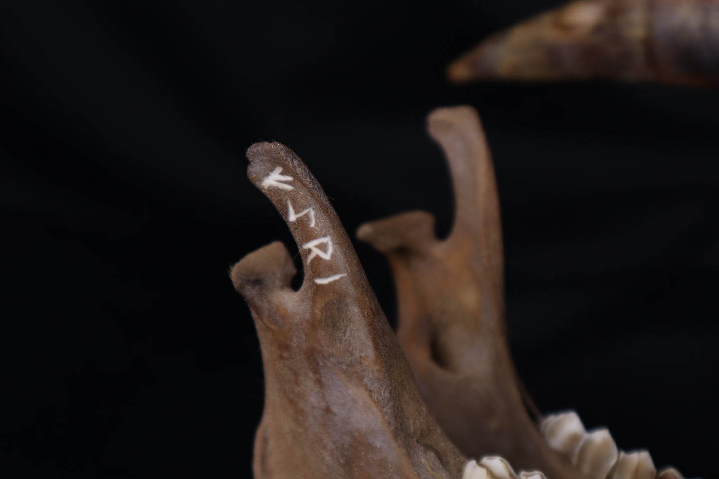 Fyri Stained Goat Skull
