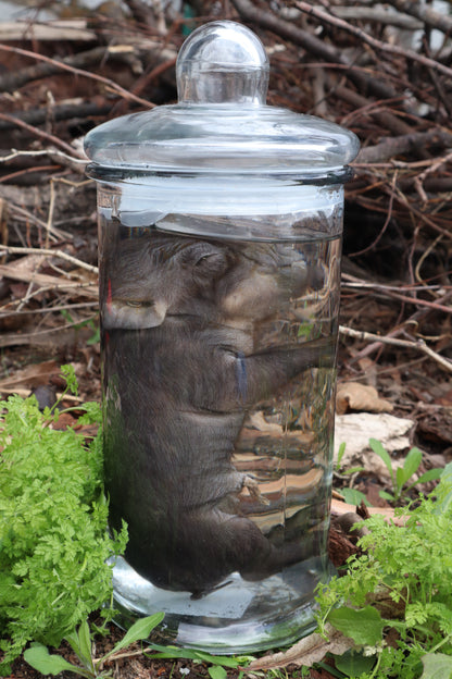 Piglet Wet Specimen