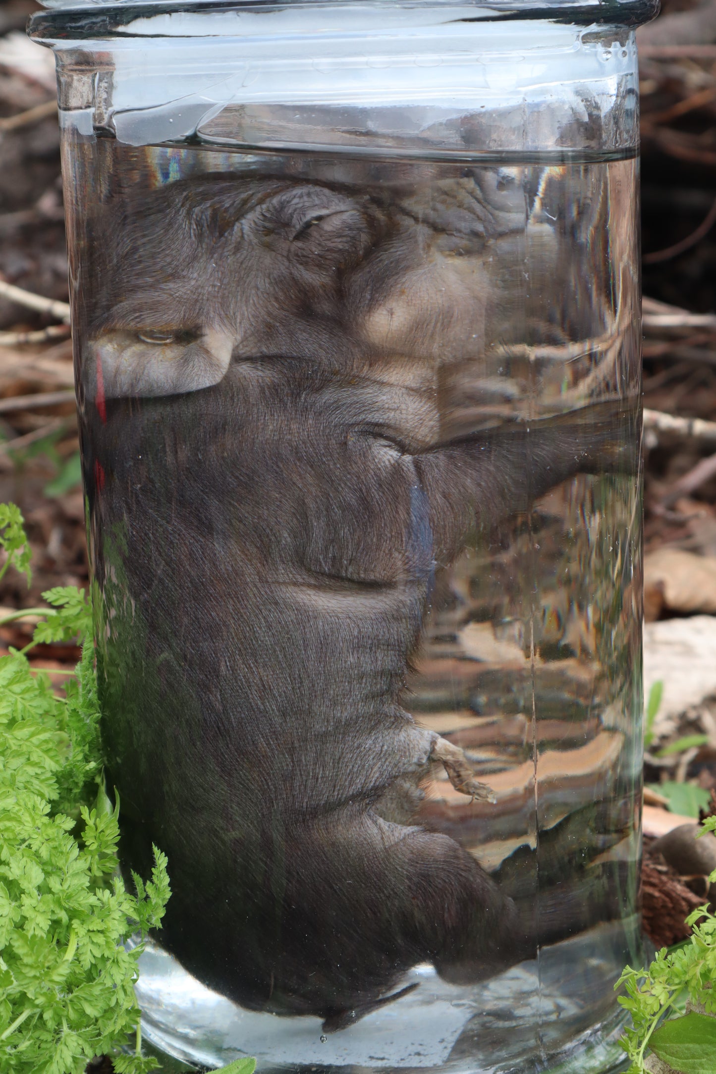 Piglet Wet Specimen
