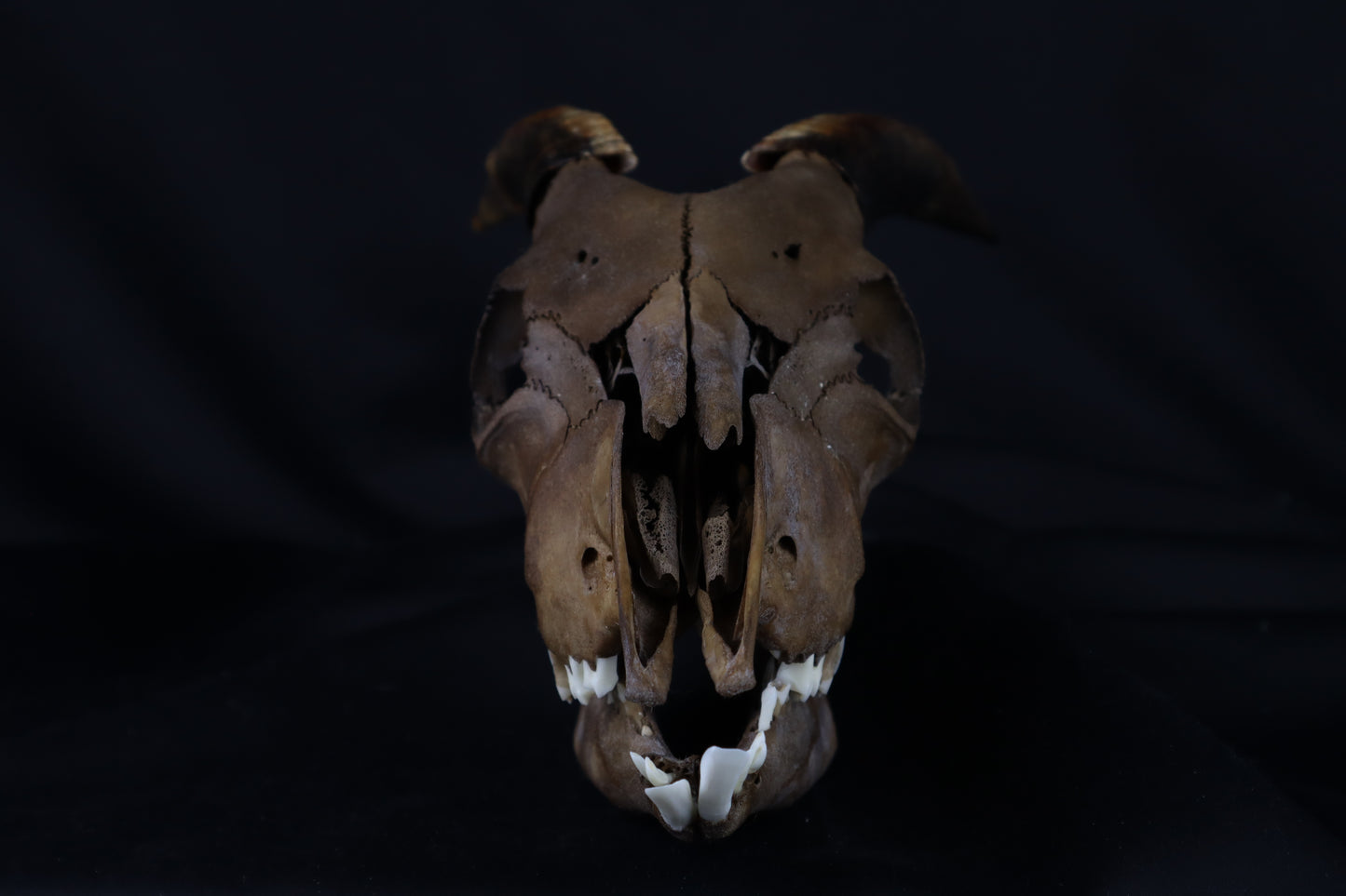 Fyri Stained Goat Skull
