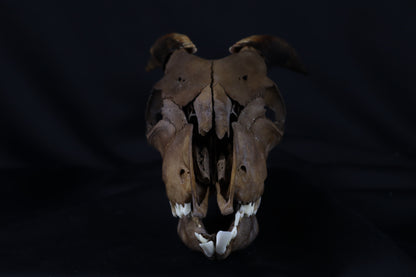 Fyri Stained Goat Skull