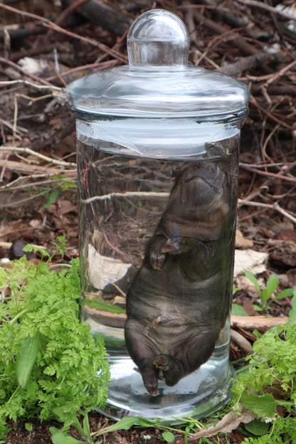 Piglet Wet Specimen