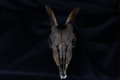 Fyri Stained Goat Skull