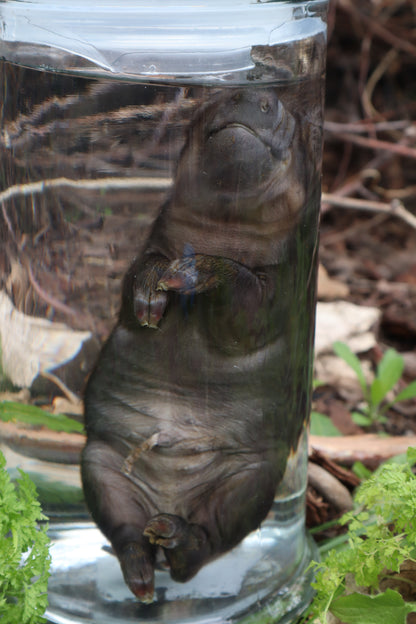 Piglet Wet Specimen