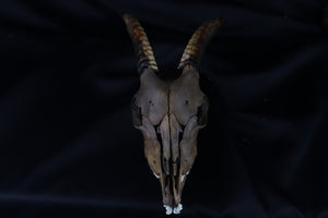 Fyri Stained Goat Skull