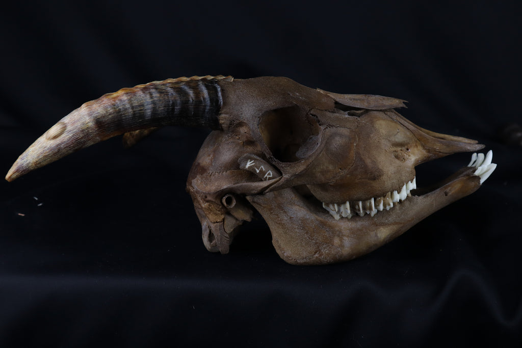 Fyri Stained Goat Skull