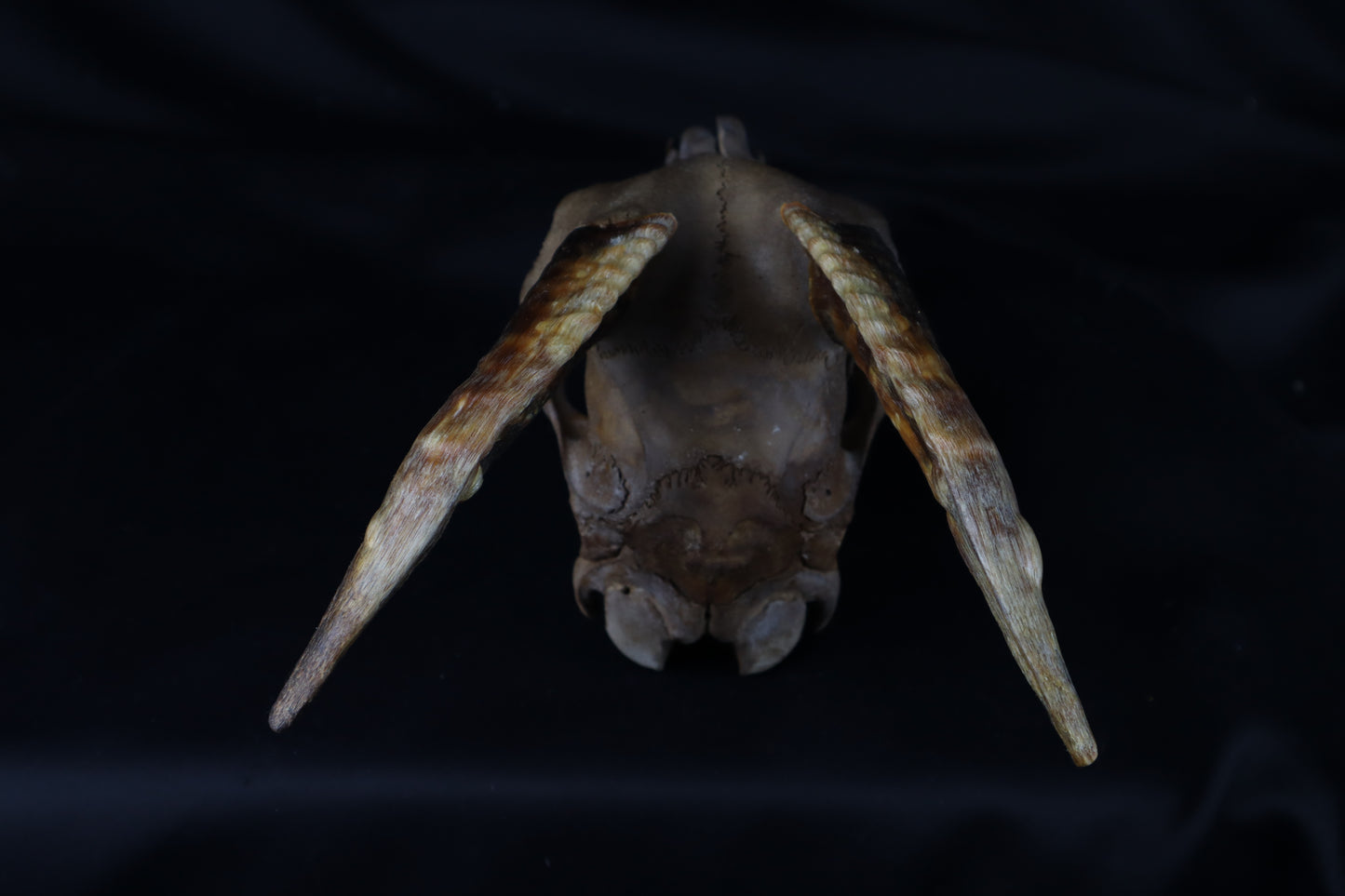 Fyri Stained Goat Skull