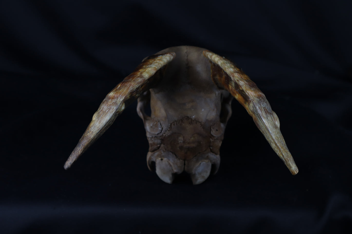 Fyri Stained Goat Skull