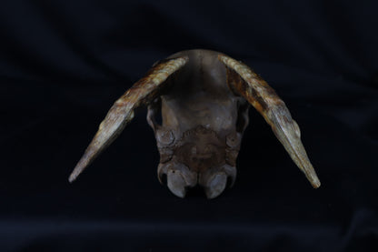 Fyri Stained Goat Skull