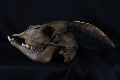 Fyri Stained Goat Skull