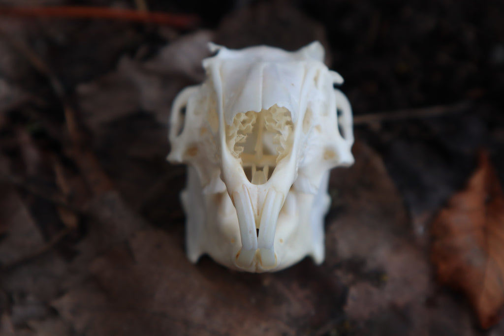 Craft Jack Rabbit Skull
