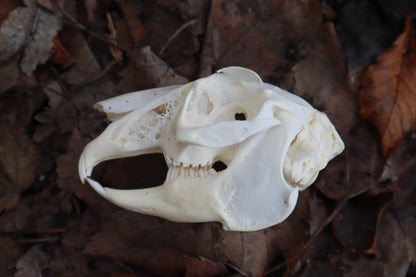 Craft Jack Rabbit Skull