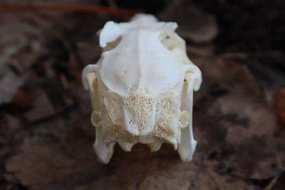 Craft Jack Rabbit Skull