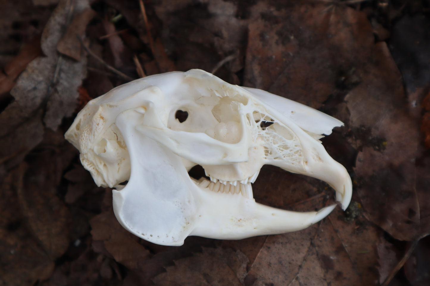 Craft Jack Rabbit Skull