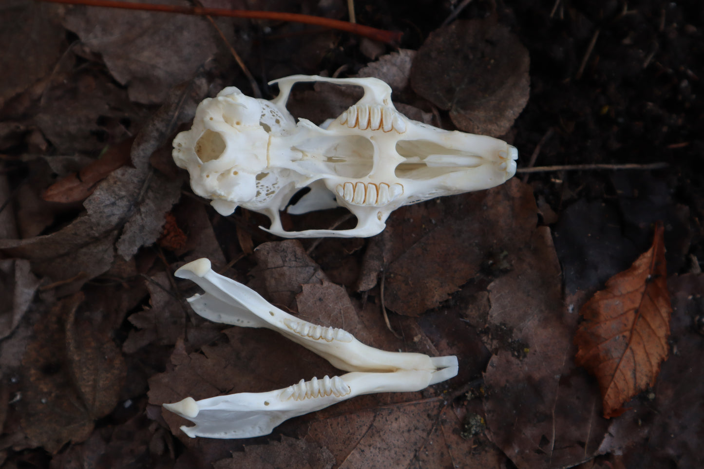 Craft Jack Rabbit Skull