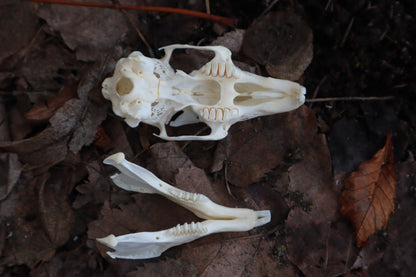 Craft Jack Rabbit Skull