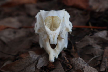 Craft Jack Rabbit Skull