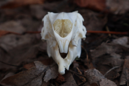 Craft Jack Rabbit Skull