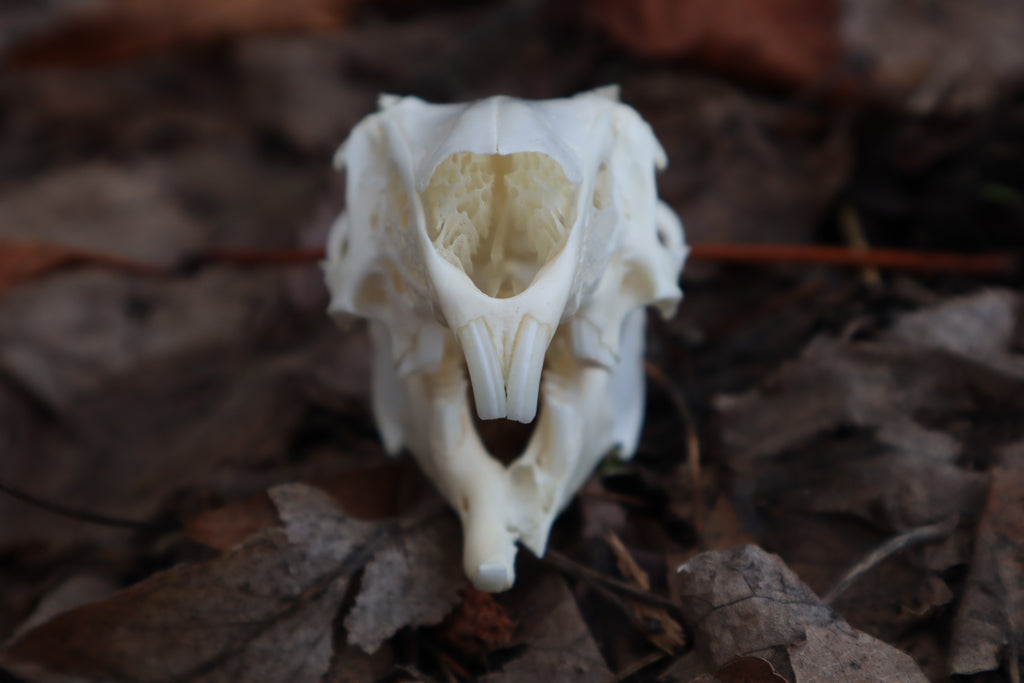 Craft Jack Rabbit Skull