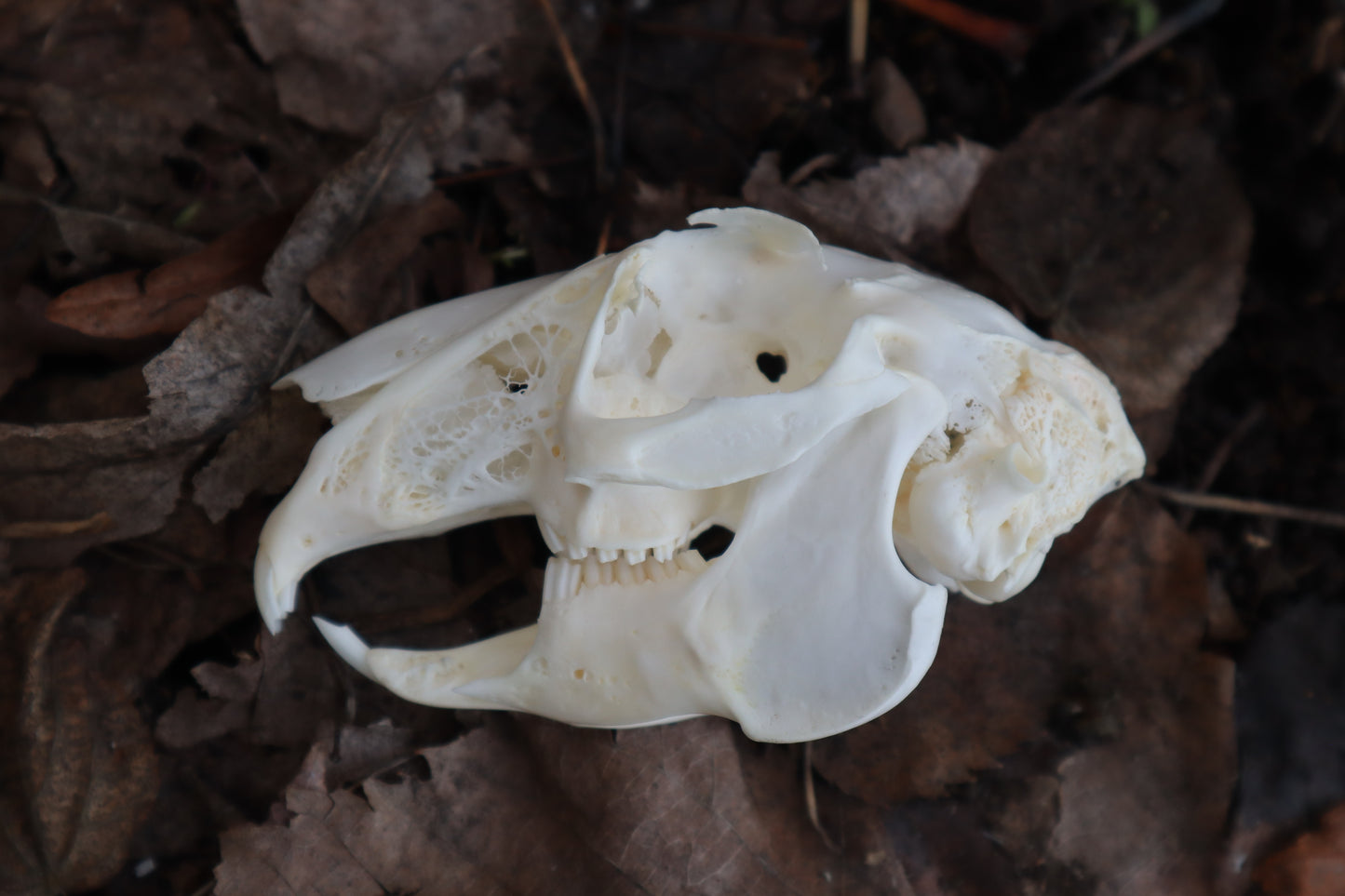 Craft Jack Rabbit Skull
