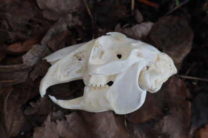Craft Jack Rabbit Skull