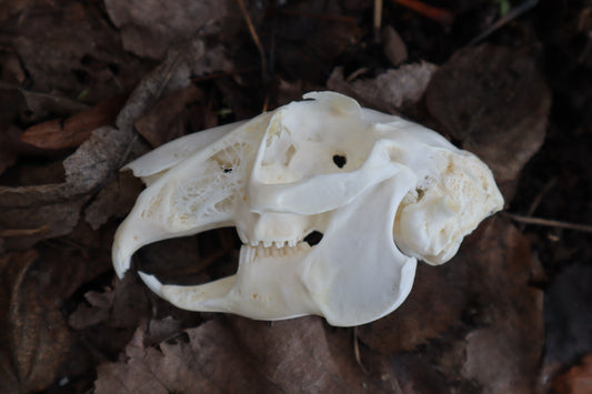 Craft Jack Rabbit Skull