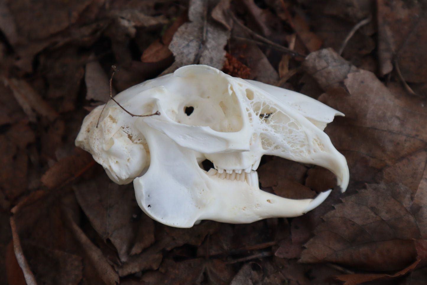 Craft Jack Rabbit Skull