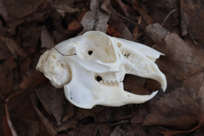 Craft Jack Rabbit Skull