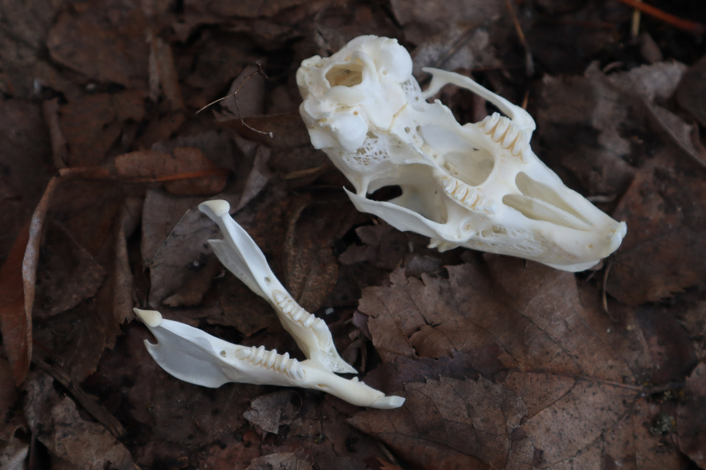 Craft Jack Rabbit Skull